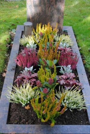 Herbstarrangement aus roten Heuchera, rotknospigen Skimmien, Silberbaltt und Calluna.