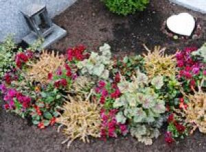 Herbstliche Kombination aus dunkelroten Hornveilchen, Heide, Gaultherien und Heuchera