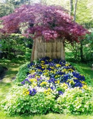 Ein roter Fächerahorn umrahmt ein Frühlingsgrab bepflanzt mit bunten Viola.
